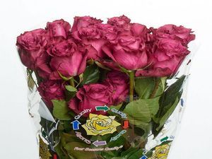 ROSE BLUEBERRY 50